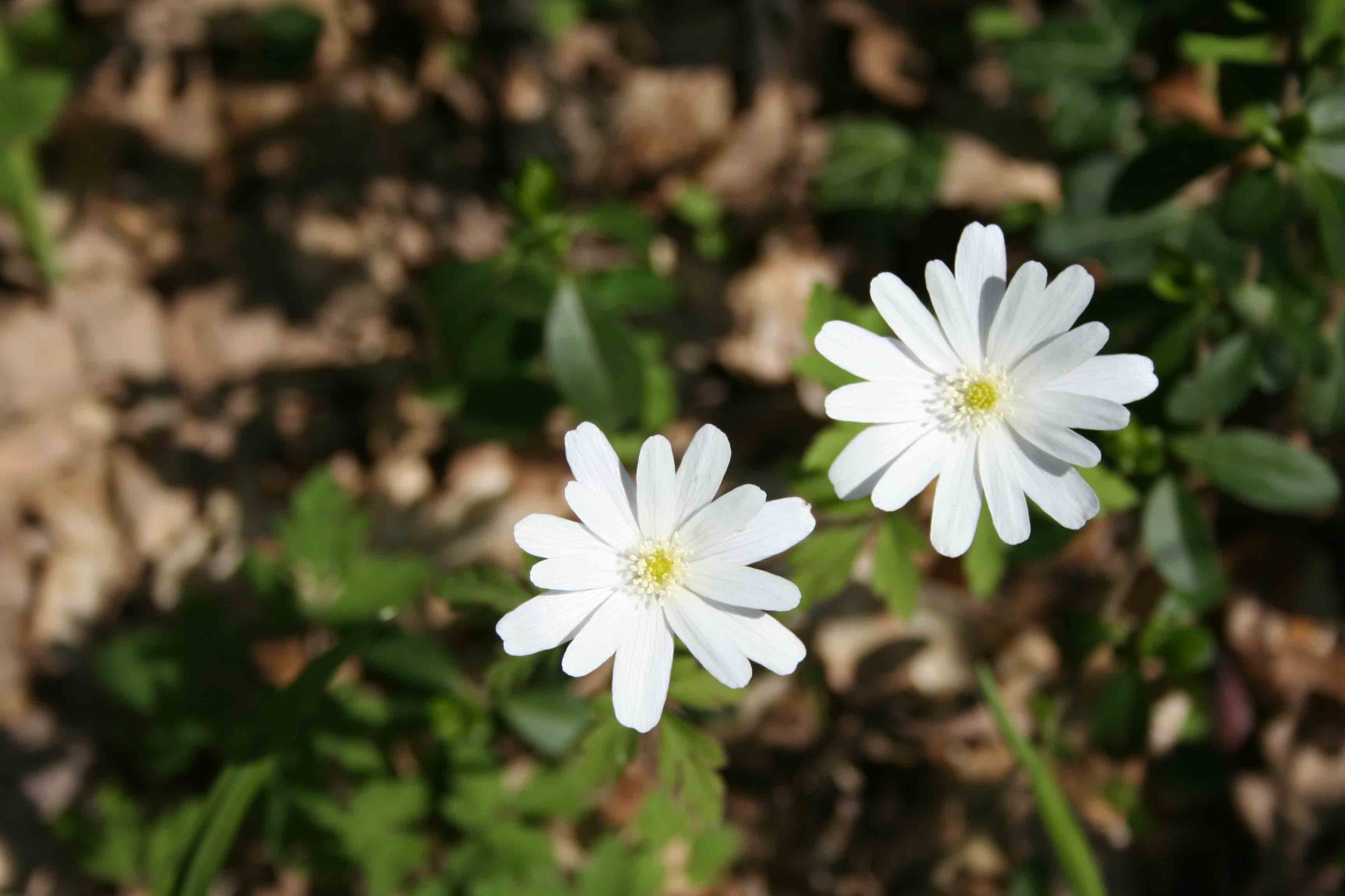 Appennino abruzzese - Cyclamen repandum e Anemone apennina